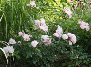 róże wielokwiatowe