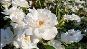 róża wielokwiatowa