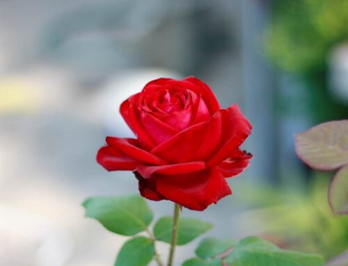 Jak dbać o róże – poradnik ogrodnika