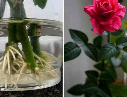 Jak rozmnożyć róże