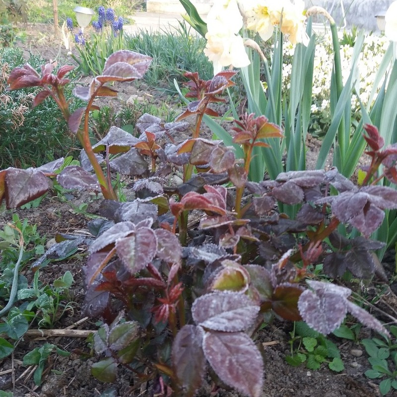 wspomóc rośliny po wiosennych uszkodzeniach z powodu przymrozków