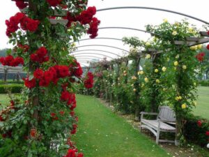 róże pnące szybko rosnące szpaler