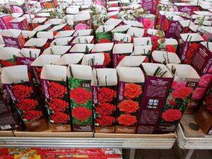 jak posadzić róże z marketu