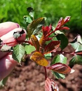 Jak Wspomóc Róże Po Wiosennych Przymrozkach i uszkodzeniach