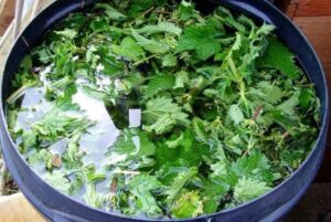 gnojowica z pokrzywy