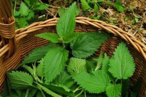 nawóz do róż pokrzywa