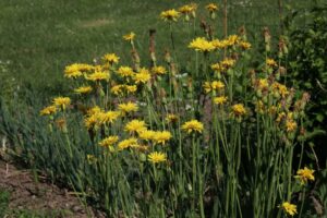 domowy nawoz skorzonera