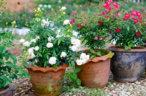 jak pielęgnować róże w donicach