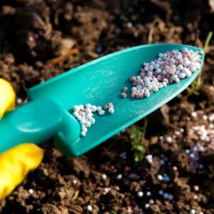 co zrobić żeby róże pięknie zakwitły