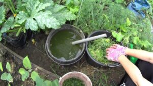 gnojowice domowe nawozy