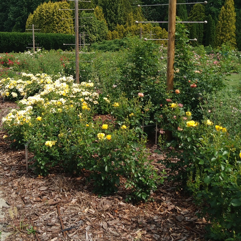 dlaczego róże nie kwitną