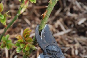 co zrobić, żeby różę pięknie zakwitły