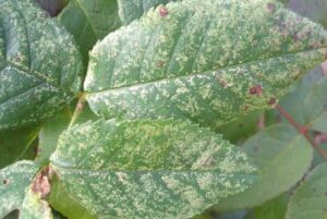 szkodniki róż zdjęcia skoczek objawy