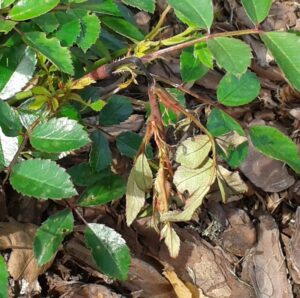 bruzdownica pędówka 