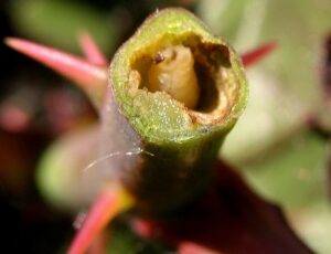 szkodniki bruzdownica zwiot