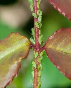 szkodniki róż mszyce