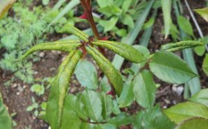 szkodniki róż nimułka