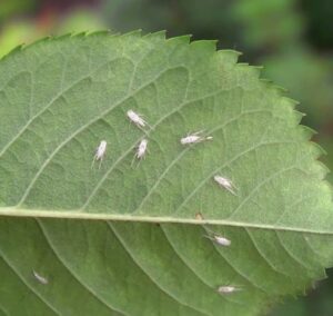 szkodniki róż skoczek