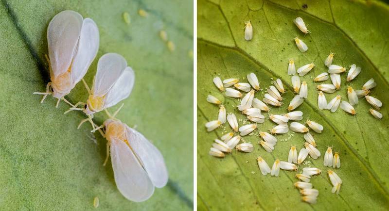mączlik białe robaczki na liściach
