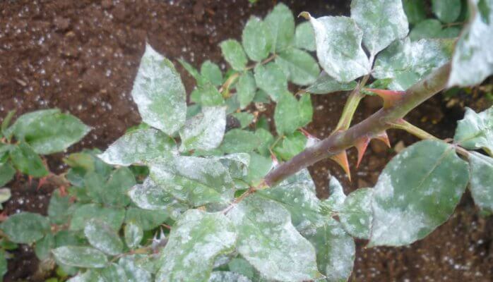 choroby róż maczniak