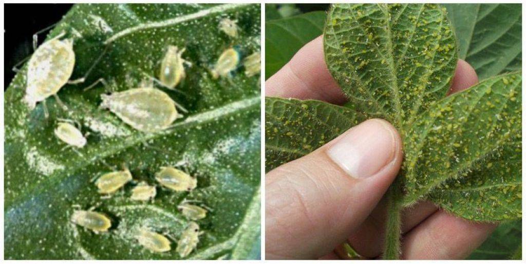 mszyce białe robaczki na liściach