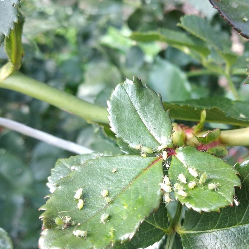 białe robaczki na liściach