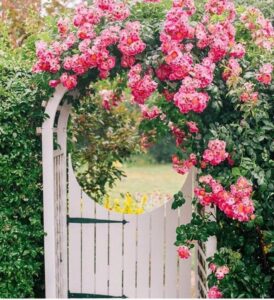 róża pnąca podpory