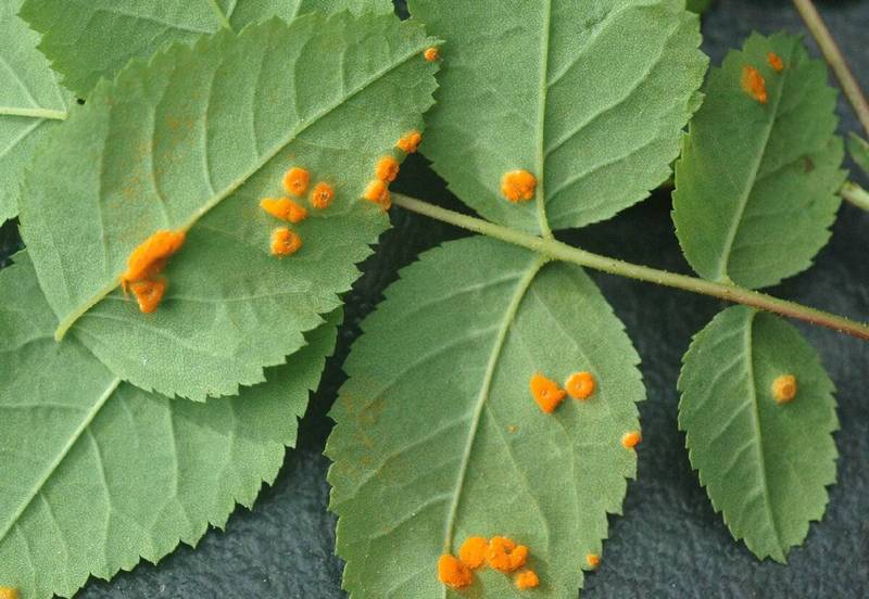 choroby róż zdjęcia rdza