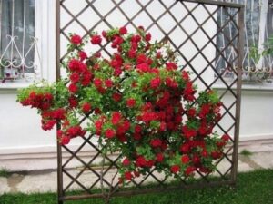 róża pnąca podpory