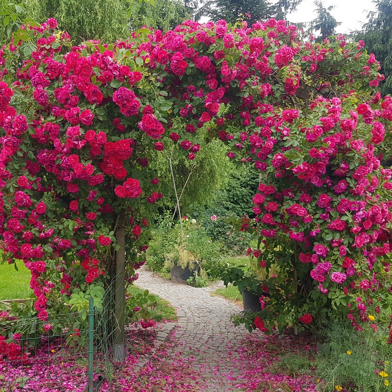 róża pnąca podpory