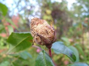 choroby róż szara pleśń