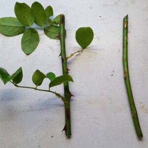 dlaczego okulizujemy róże