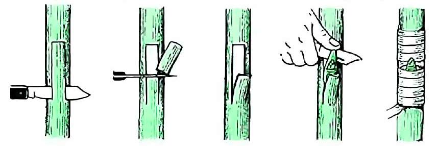 okulizacja na przystawke