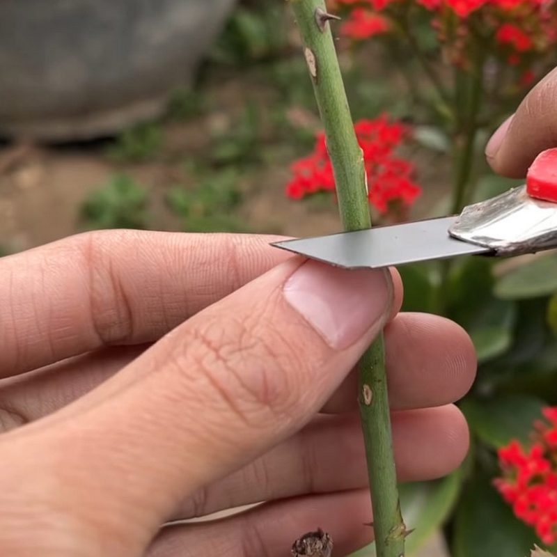 dlaczego okulizować róże