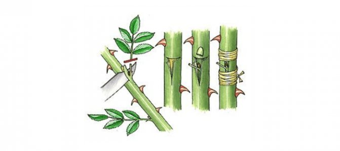 okulizacja w literę T