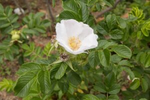 róże do trudnych stanowisk