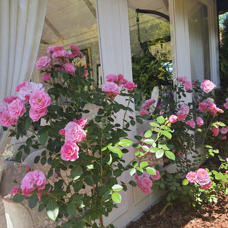 jak obsadzić altanę w ogrodzie