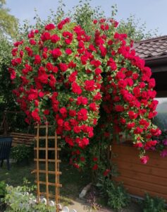 czym obsadzić altanę róże