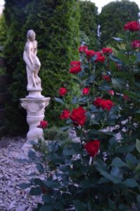 termin kwitnienia róż