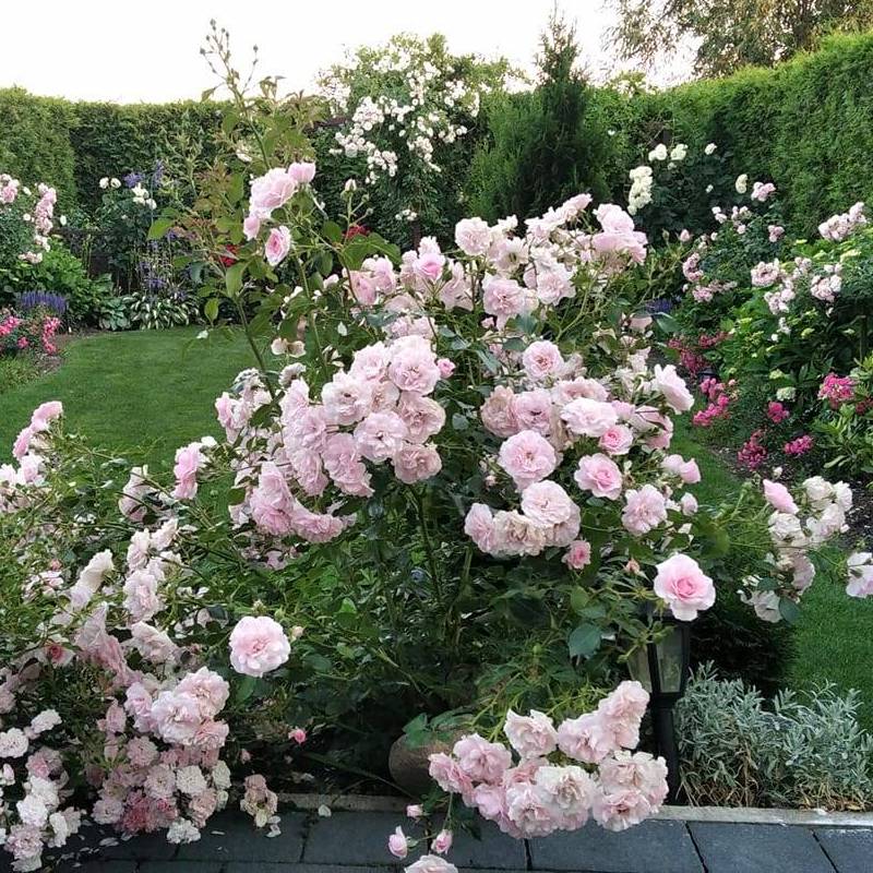 soliter w ogrodzie róża