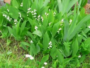 rośliny wskaźnikowe