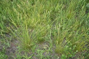 rośliny wskaźnikowe gleby