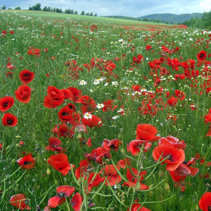 rośliny wskaźnikowe gps gleby