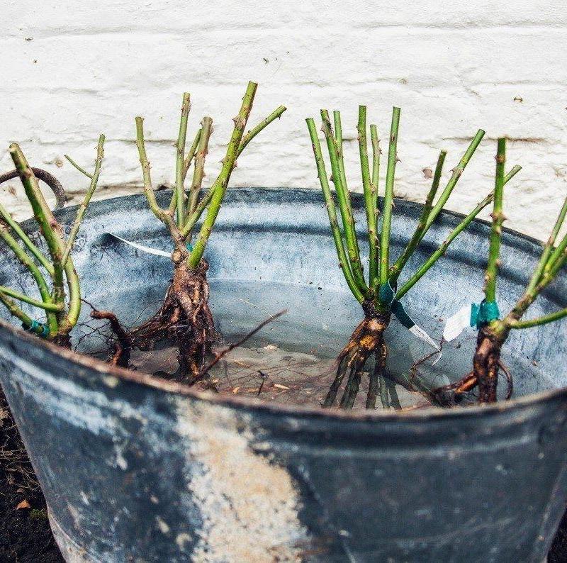 jak dbać o młode sadzonki sadzone jesienią