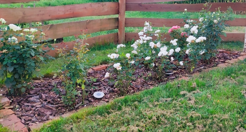 mulczowanie róż korą