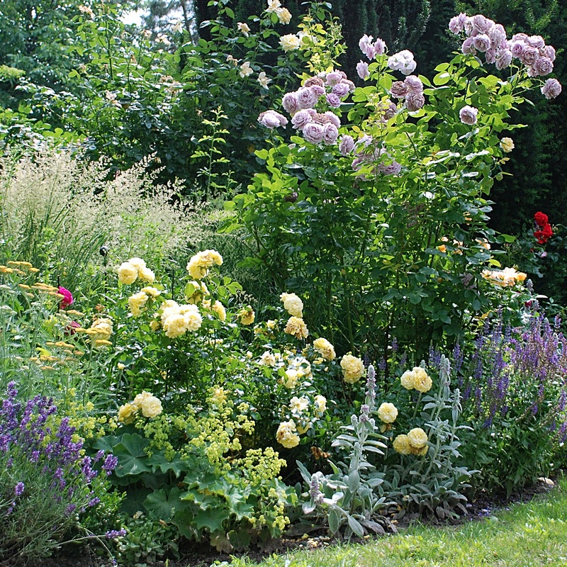 ogród w stylu angielskim