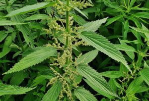 pokrzywa wskaźnikowa roślina