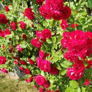 róże pnące najdłużej kwitnące