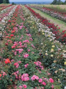 róże najdłużej kwitnące krzewy w ogrodzie