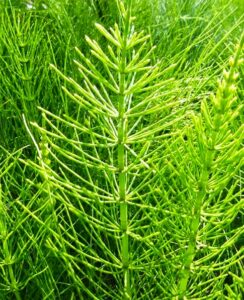 rośliny wskaźnikowe gps